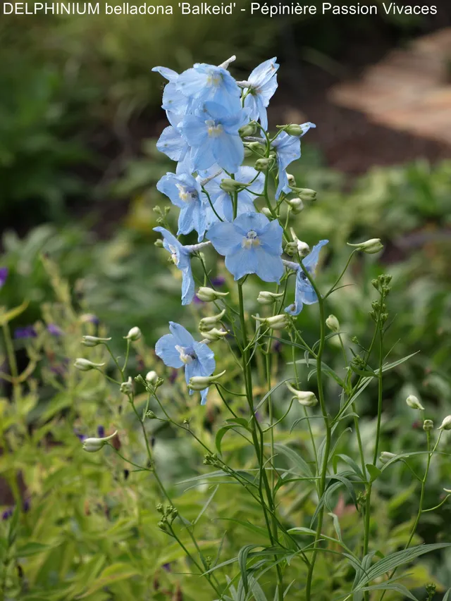 Passion Vivaces Delphinium Balkleid plante pot fleur bleu ciel