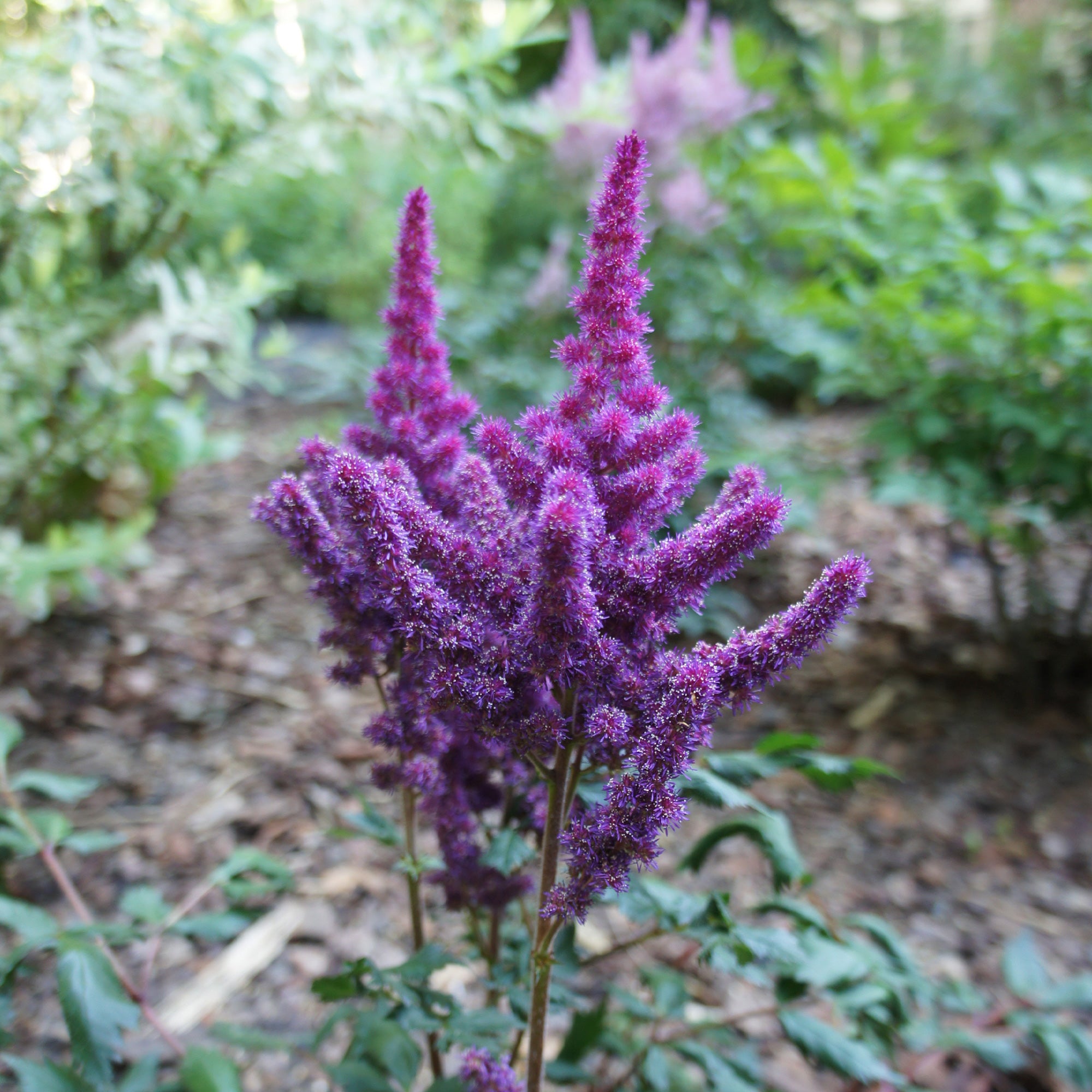 Bakker Astilbe Little Visions Purple plante vivace pot Ø9cm