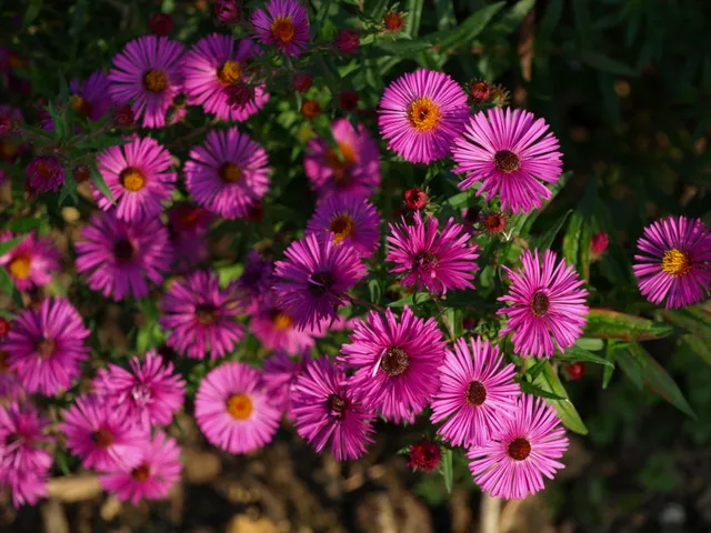 Passion Vivaces Aster Andenken an Paul Gerber aster godet rose