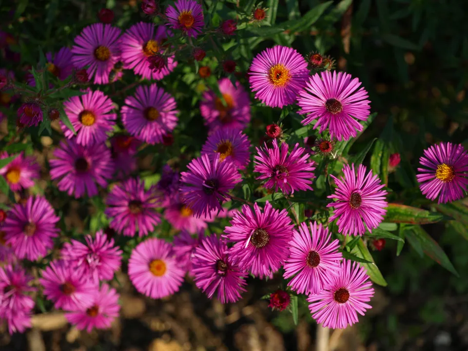 Passion Vivaces Aster Andenken an Paul Gerber aster godet rose