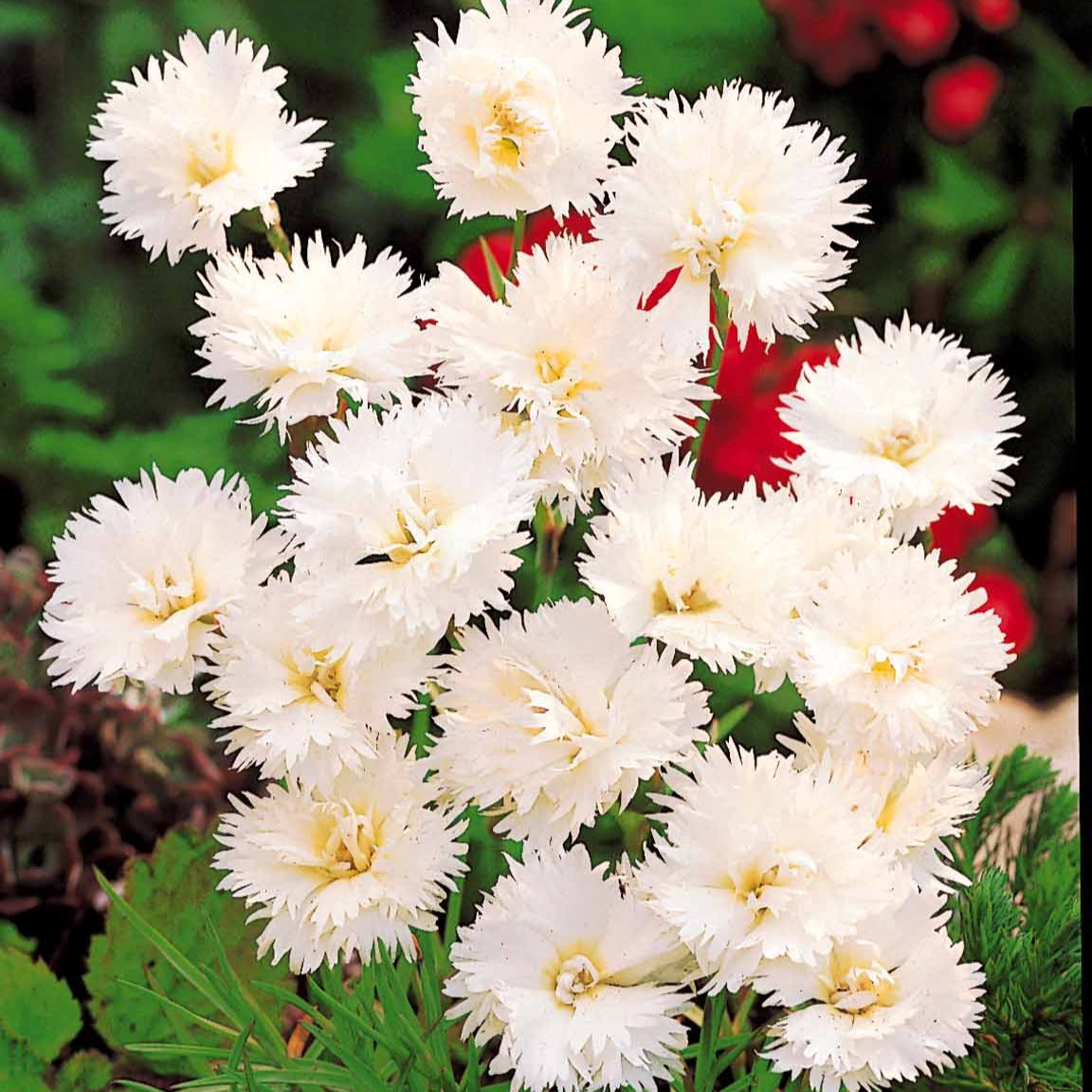 Bakker Œillet Grenadin White plante terrasse 2 pots 9cm blanc