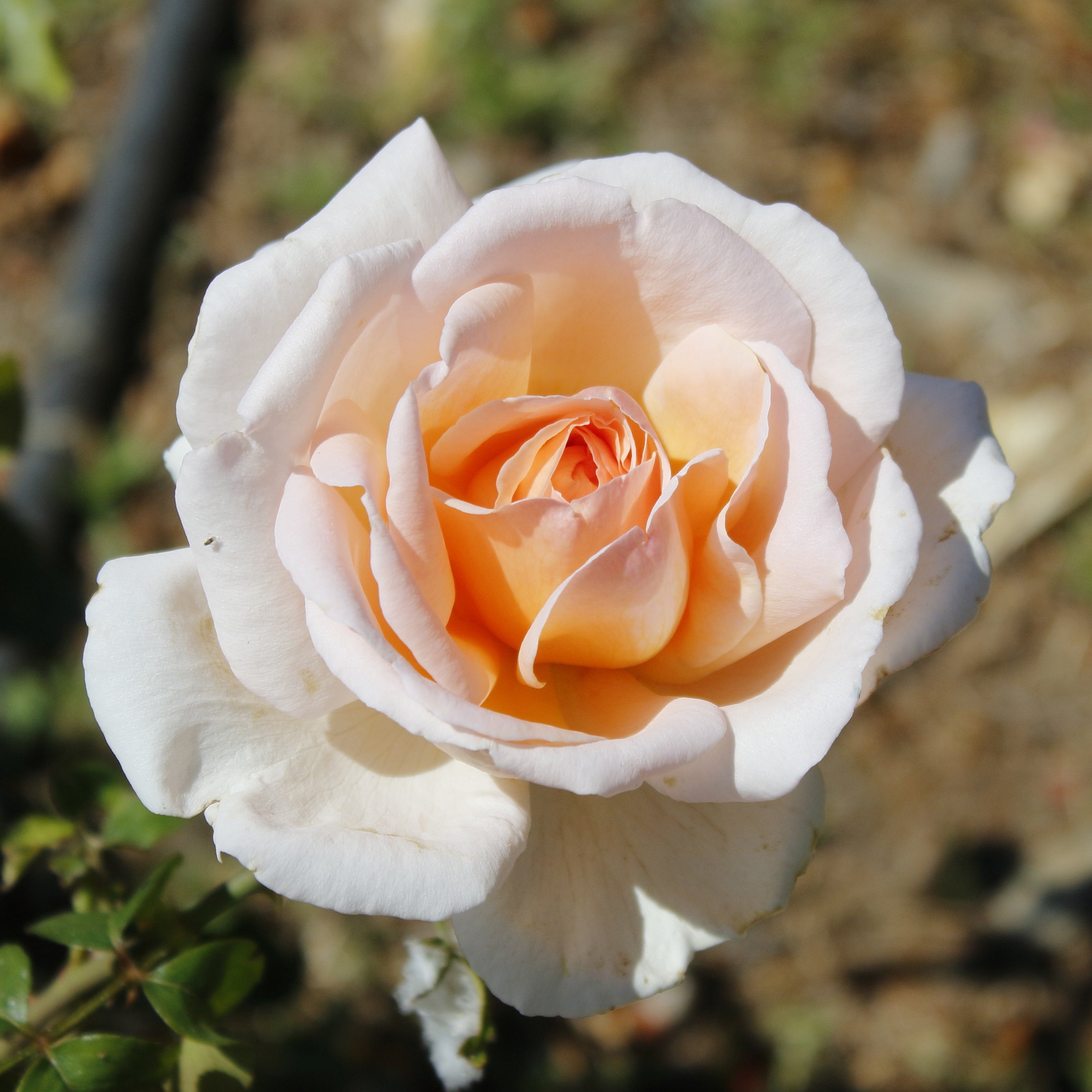Bakker Malaga rosier buisson racine nue fleur blanche parfumée