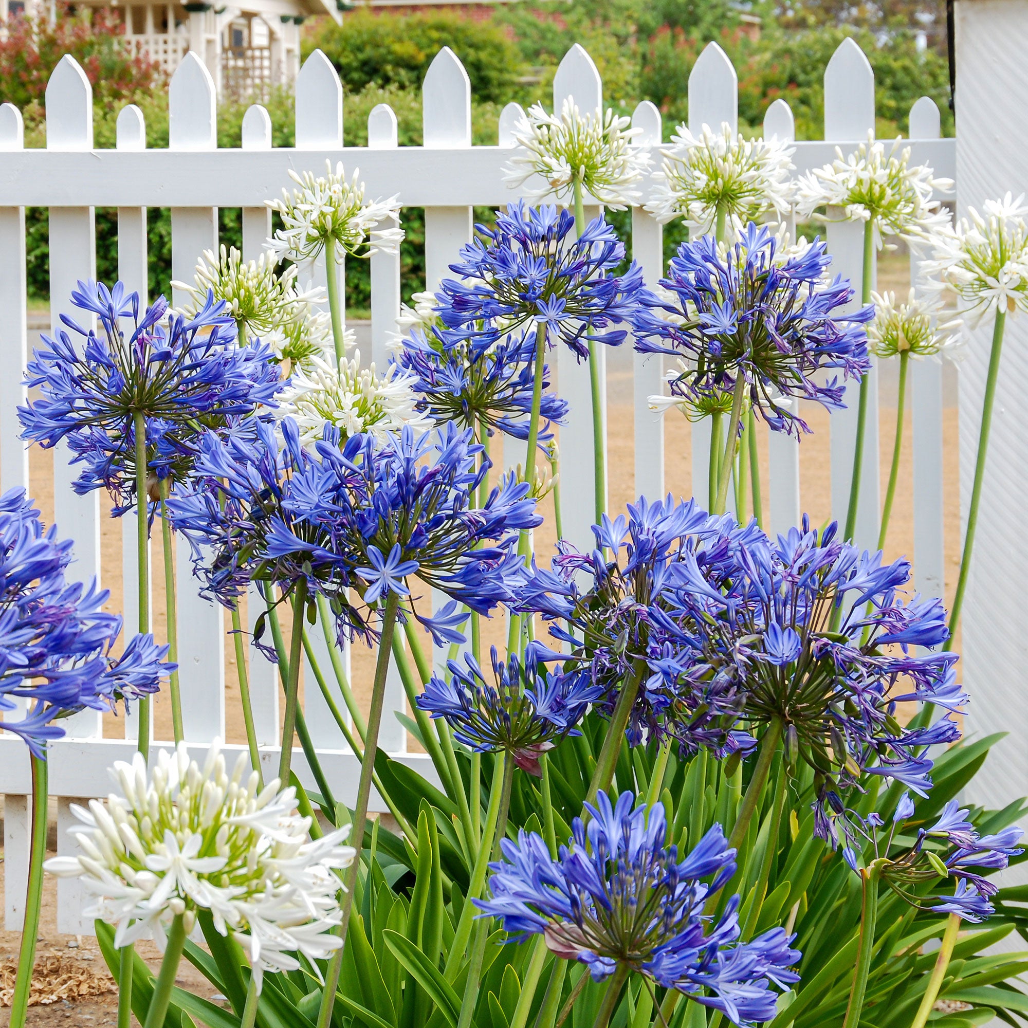 Bakker Agapanthes violettes blanche vivace lot 3 racines