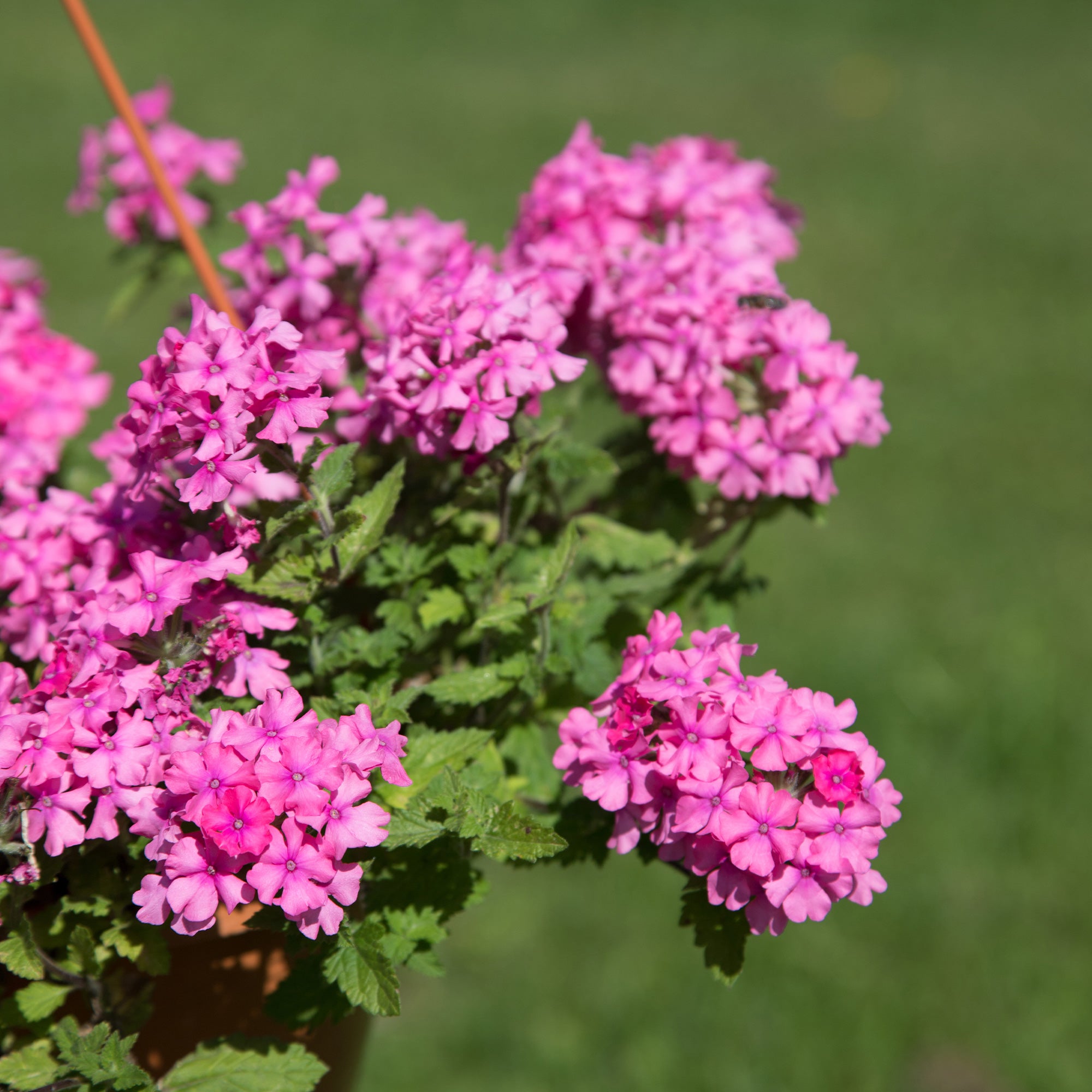 Bakker Verveine retombante rose pot Ø 10,5cm cascade