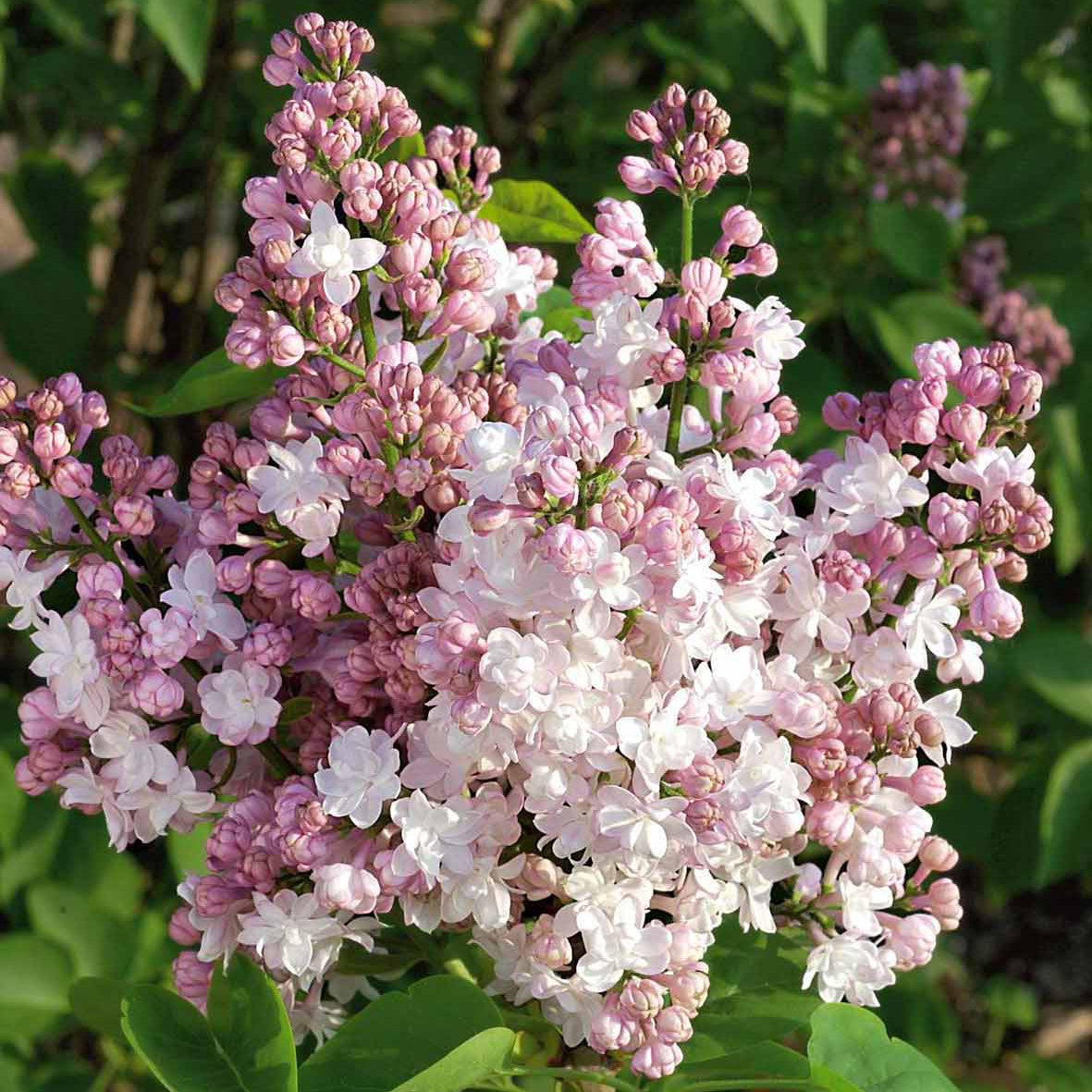 Bakker Lilas Beauty of Moscow arbuste pot 2L 25-30cm rose