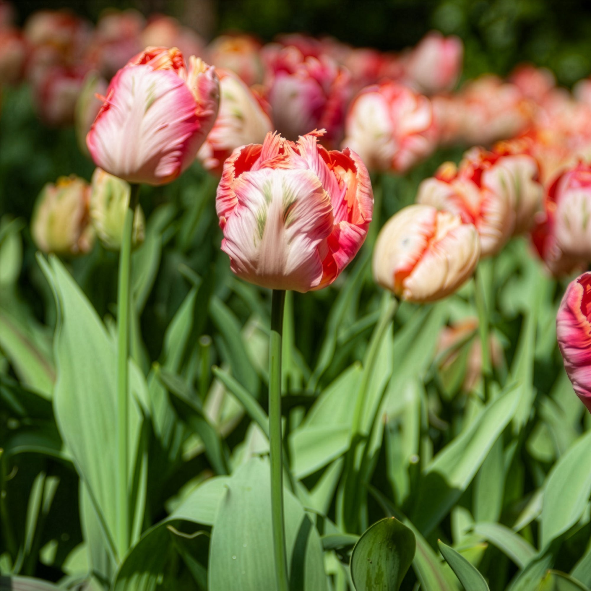 Bakker Apricot Parrot tulipe perroquet 10 bulbes abricot