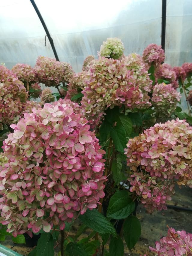 Les Hortensias du Haut Bois Lime Light hortensia tige panicule