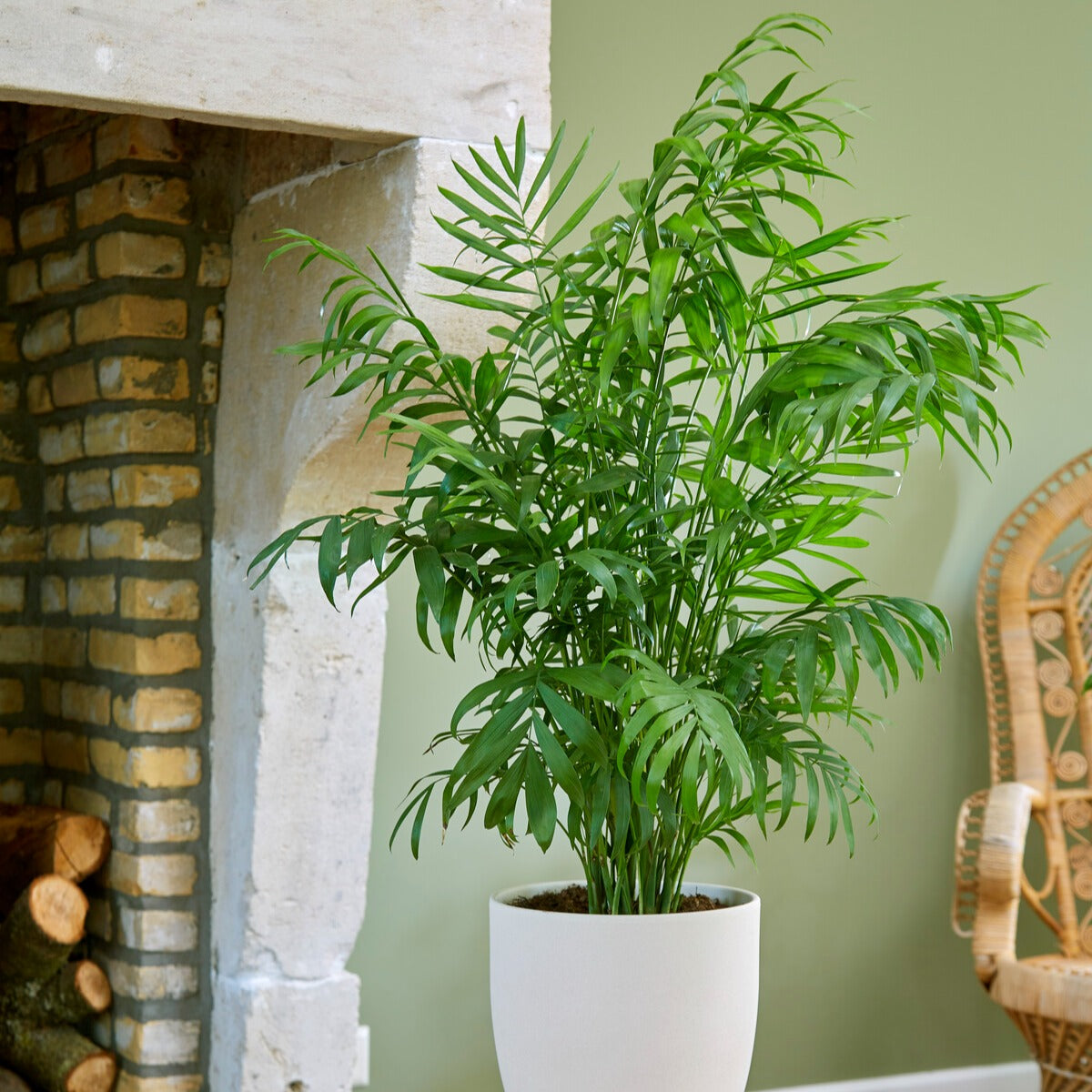 Bakker Chamaedorea palmier des montagnes pot 12cm 30cm ombre