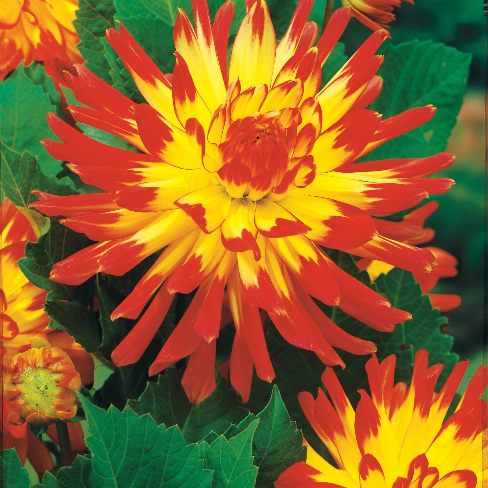 Bakker dahlias cactus en mélange sachet 8 bulbes