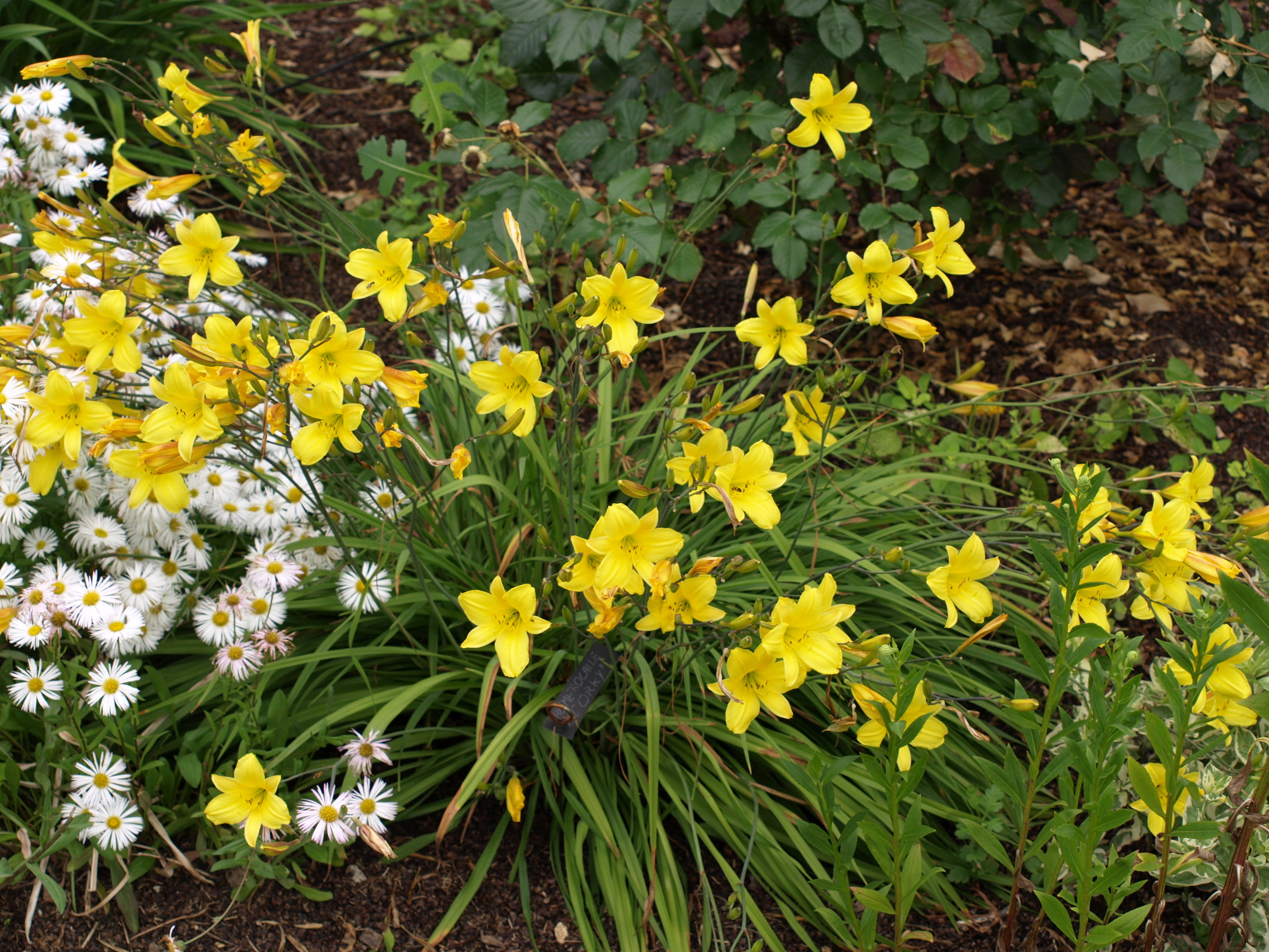Passion Vivaces Hemerocallis Corky hémérocalle pot 1L jaune