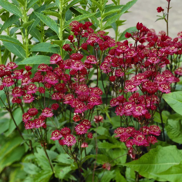 Bakker Grande astrance Ruby Wedding plante vivace pot 9cm rouge