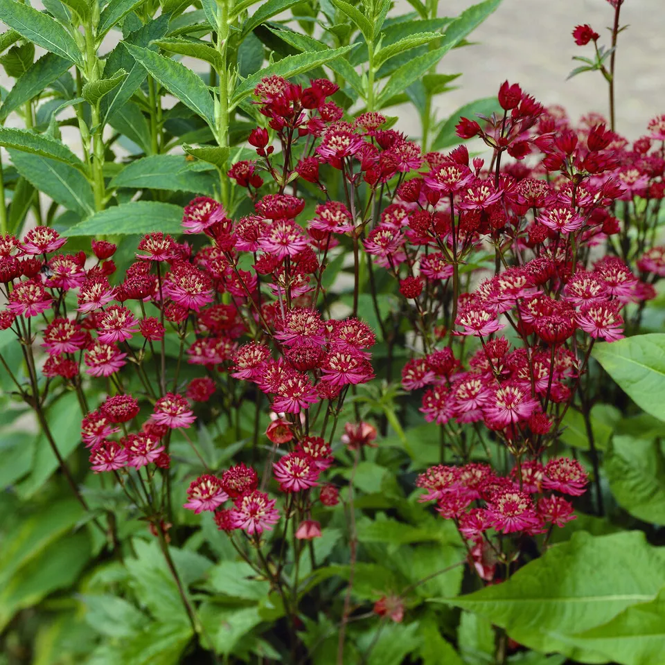 Bakker Grande astrance Ruby Wedding plante vivace pot 9cm rouge
