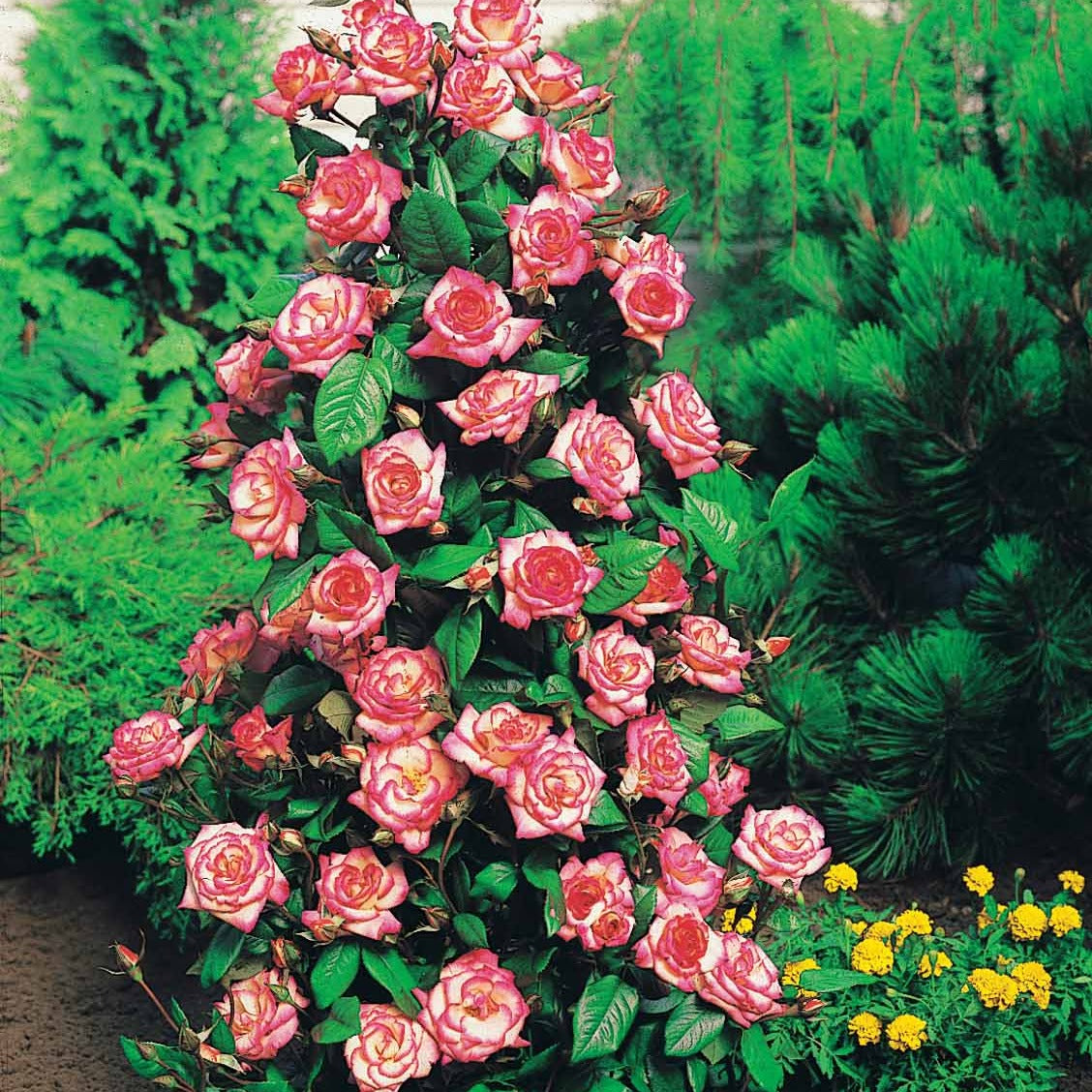 Bakker Haendel rosier grimpant bicolore racine nue 3 branches