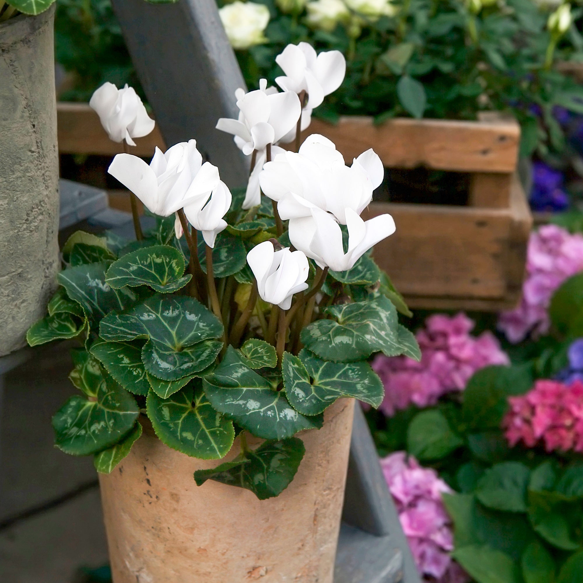 Bakker Cyclamens blancs lot 3 pots 10.5cm fleur hiver