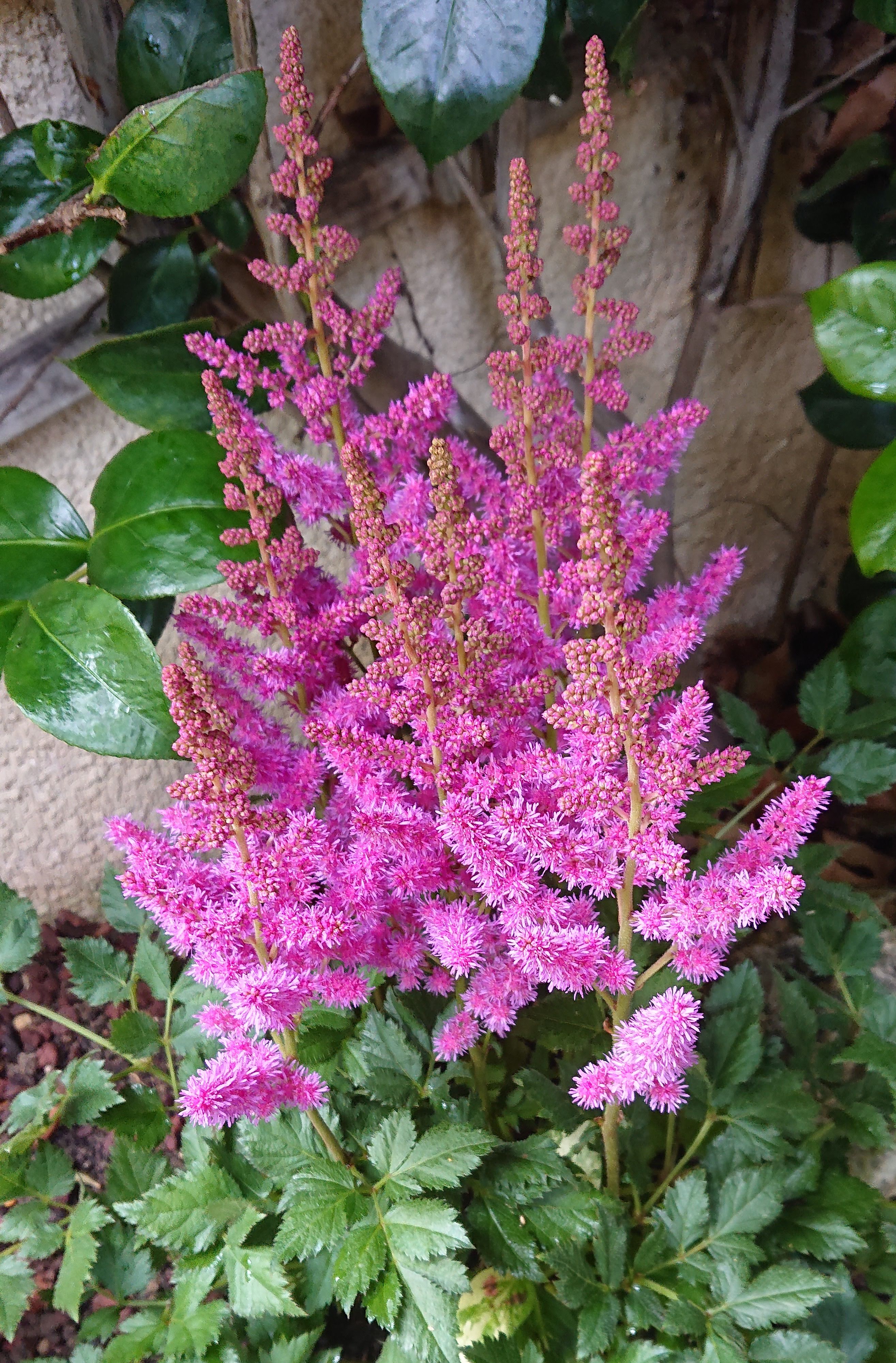 Passion Vivaces Astilbe Superba plante vivace pot 1 L rose