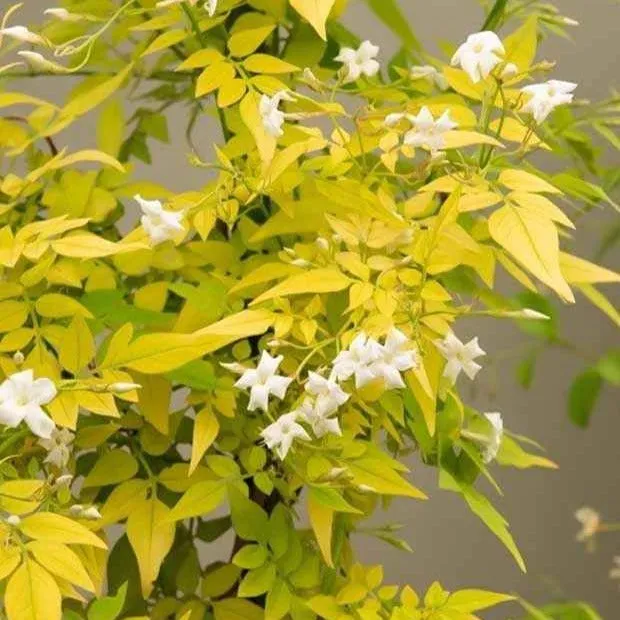 Bakker Jasmin officinal Fiona Sunrise plante grimpante pot 2L