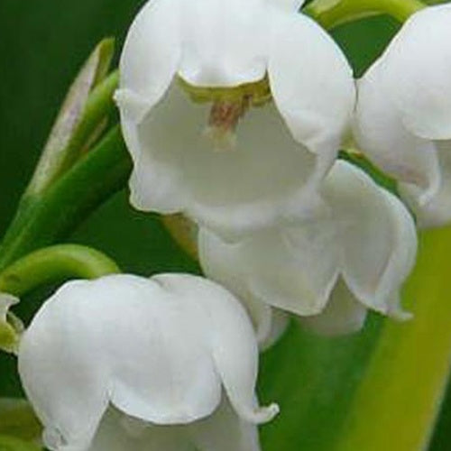 Bakker Muguet Hardwick Hall plante extérieure pot Ø 9cm blanc