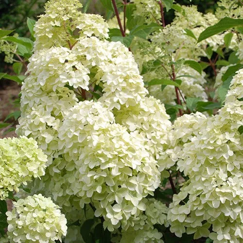 Bakker Hortensia paniculé Diamantino pot 3L blanc rose