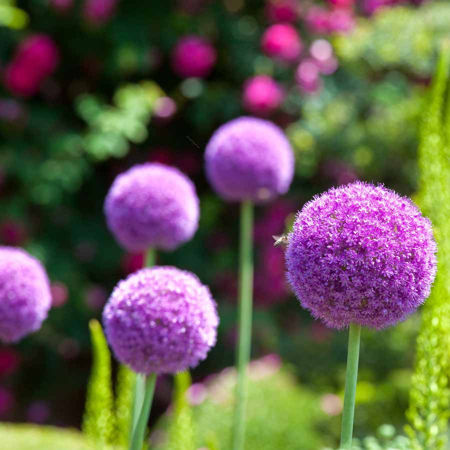 Bakker Globemaster ail ornement sachet 3 bulbes violet