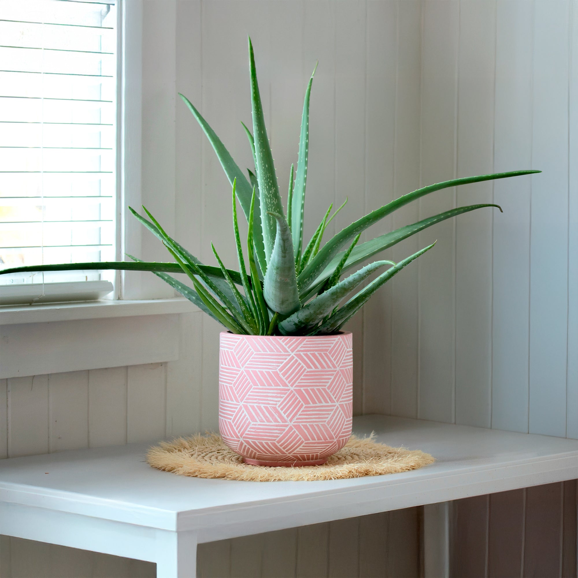 Bakker Aloe vera plante d'intérieur pot Ø10,5cm 25cm