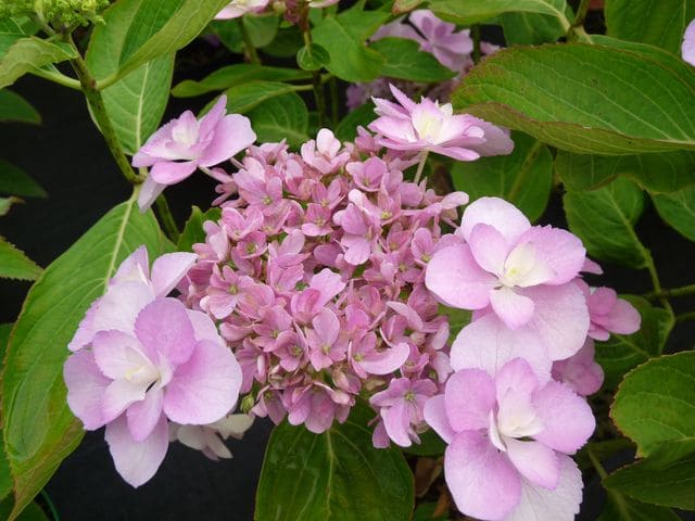 Hydrangea macrophylla You and Me Romance hortensia rose godet