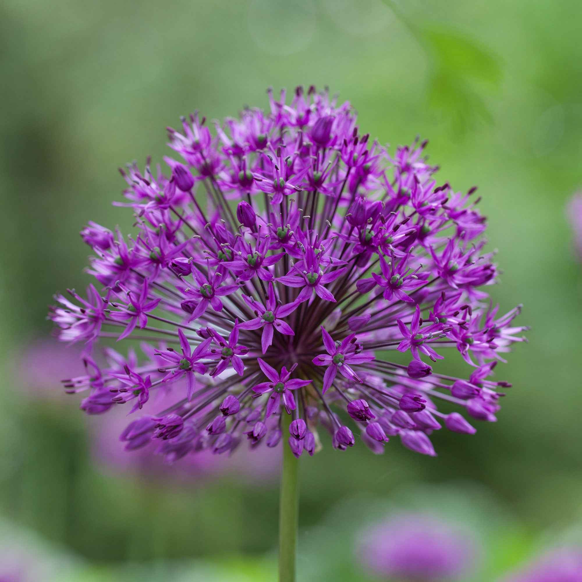 Bakker Purple Sensation allium bulbes sachet 10 violet 90cm
