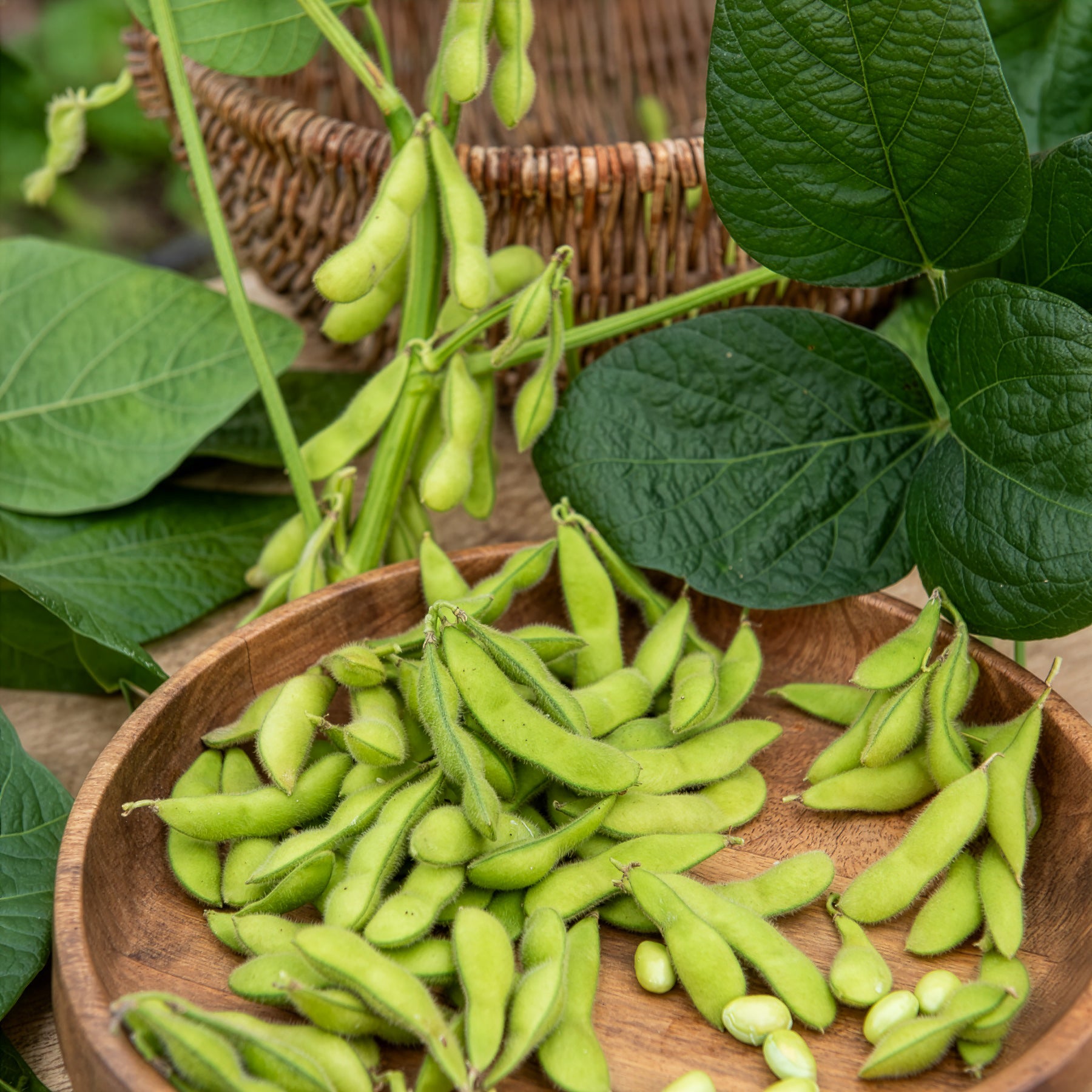 Bakker Potager Soja Fiskeby V edamame graines sachet 15g