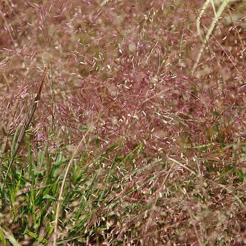 Passion Vivaces Eragrostis spectabilis graminée pot 1L jaune