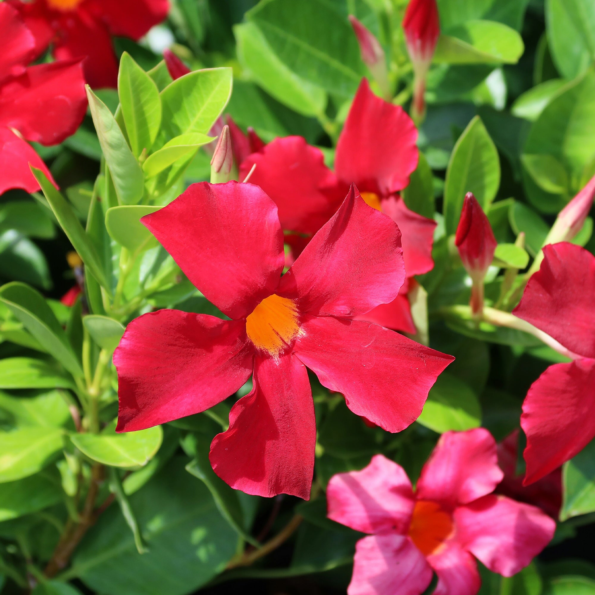 Bakker Dipladenia pyramide rouge Mandevilla pot 2L 40-50cm fleurs rouges