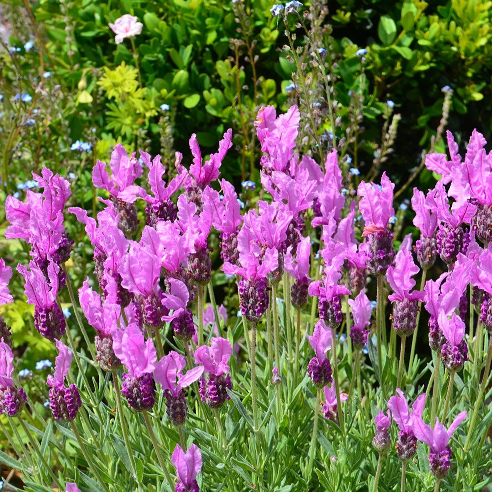 Bakker Lavande papillon The Princess Lavender lavande pot 8cm rose
