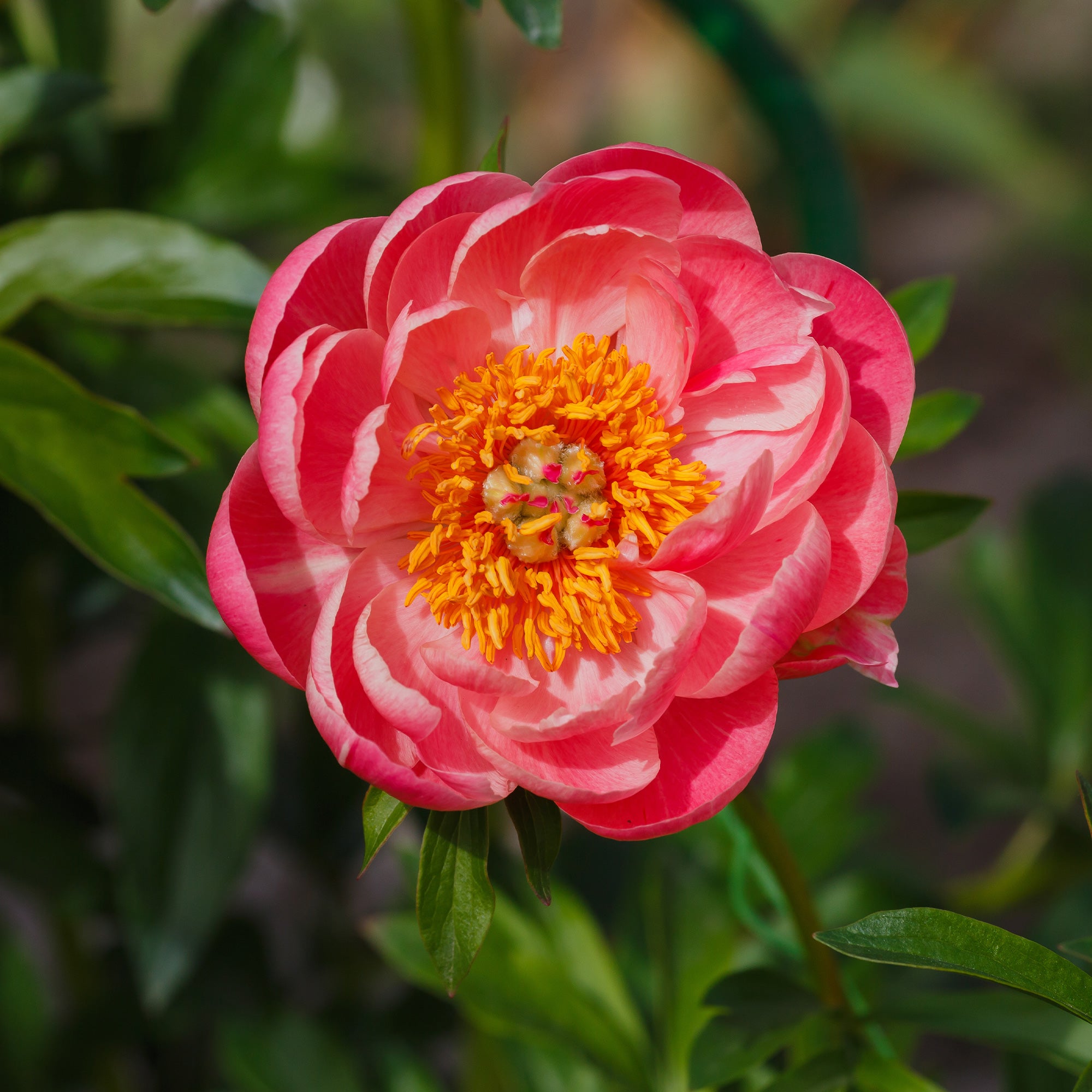 Bakker Coral Sunset pivoine racine nue 2-3 yeux rose