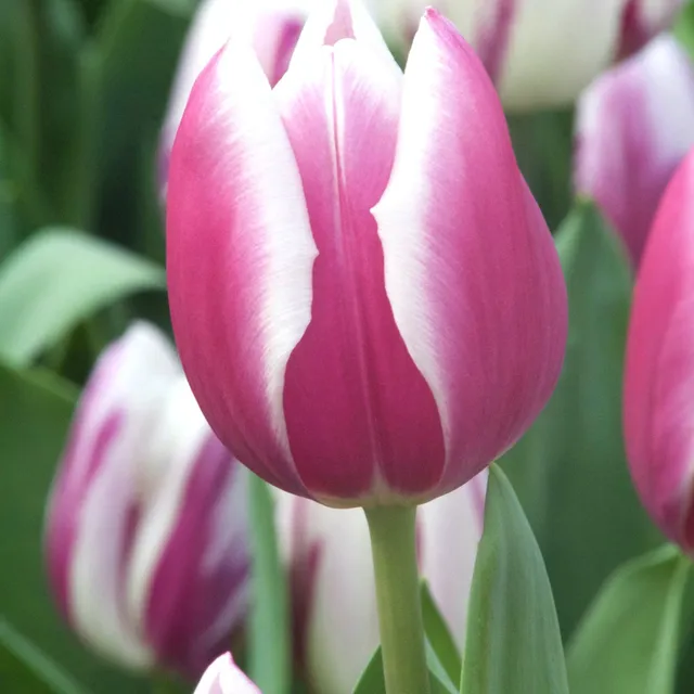 Bakker Tulipe Synaeda Blue bulbe triomphe violet x7