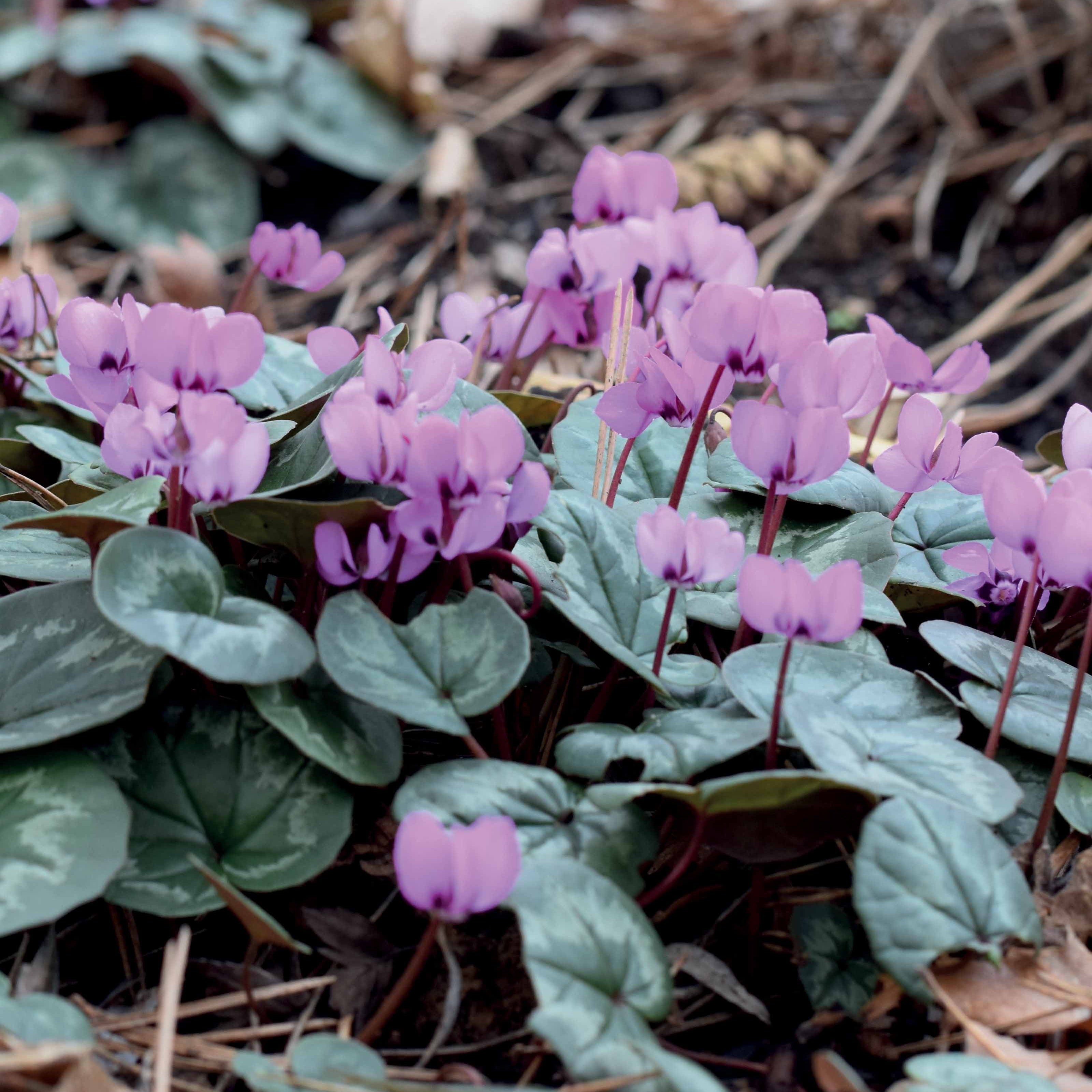 Bakker Bulbes Cyclamen île de Cos roses sachet 3 bulbes 10-12 cm