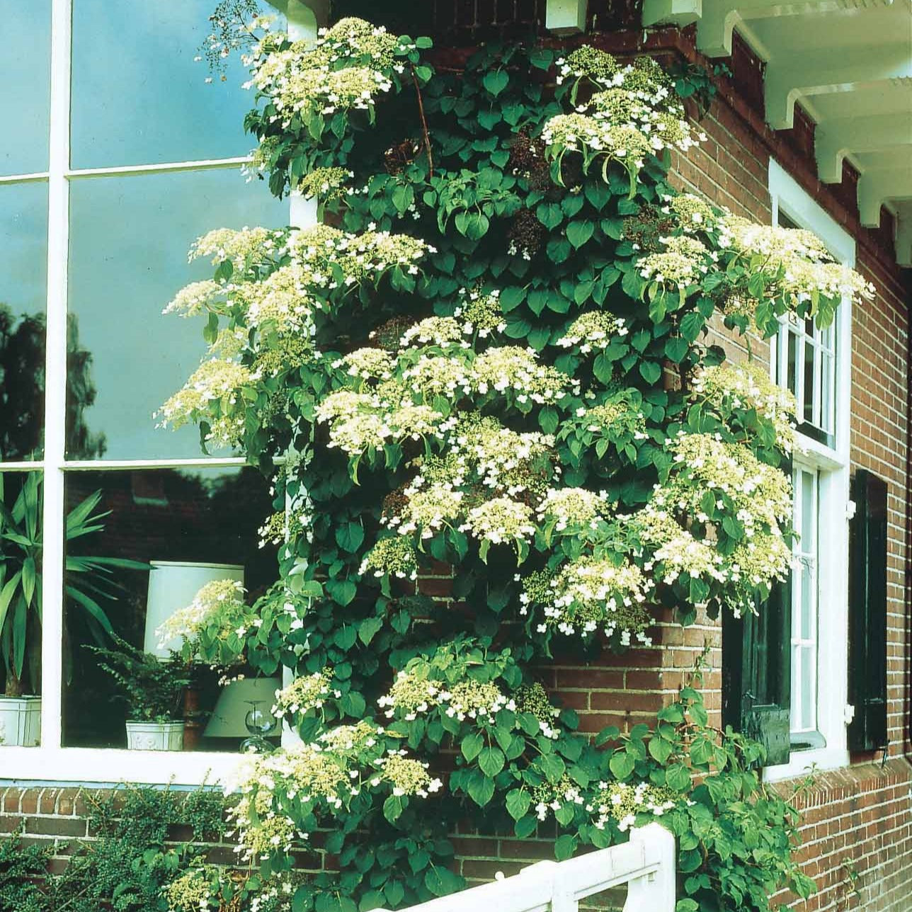 Bakker Hortensia grimpant pot Ø 9cm plante grimpante blanche