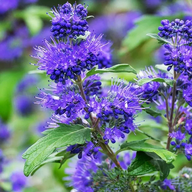 Bakker Caryopteris Oiseau bleu arbuste pot 2L fleurs bleues