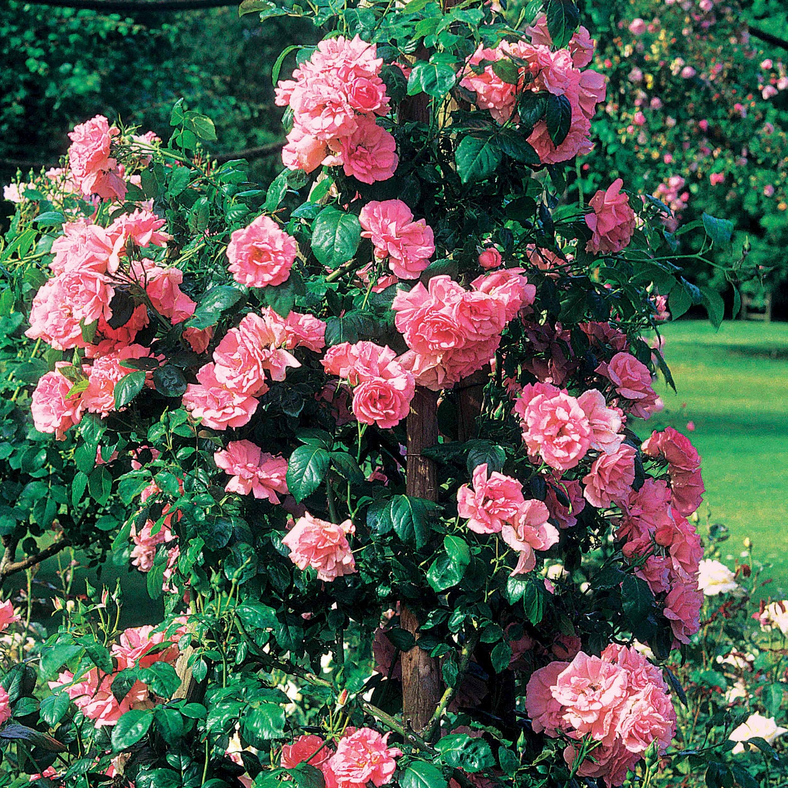 Bakker Jasmina Korcentex rosier grimpant racine nue rose