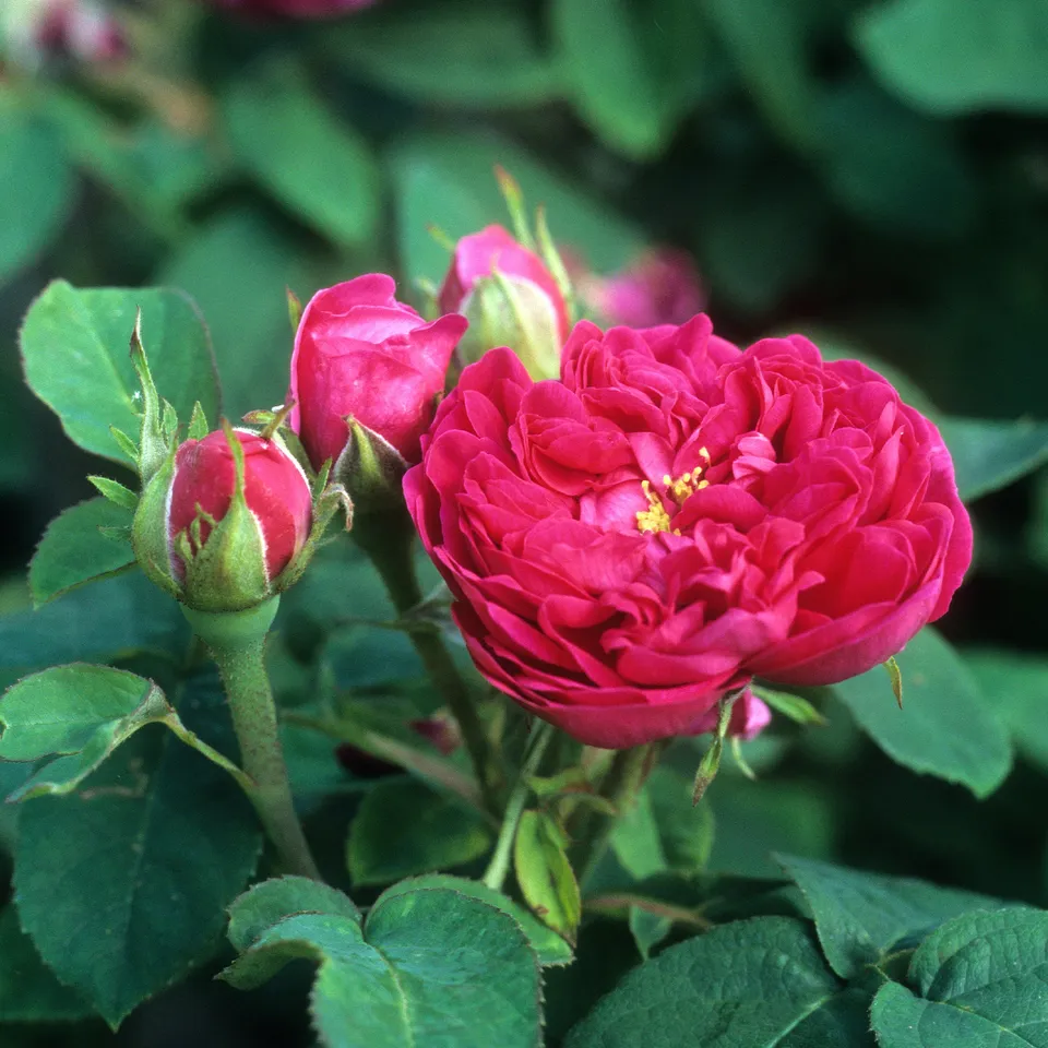 Bakker Rose de Rescht rosier ancien parfumé pot 4L rose fuchsia