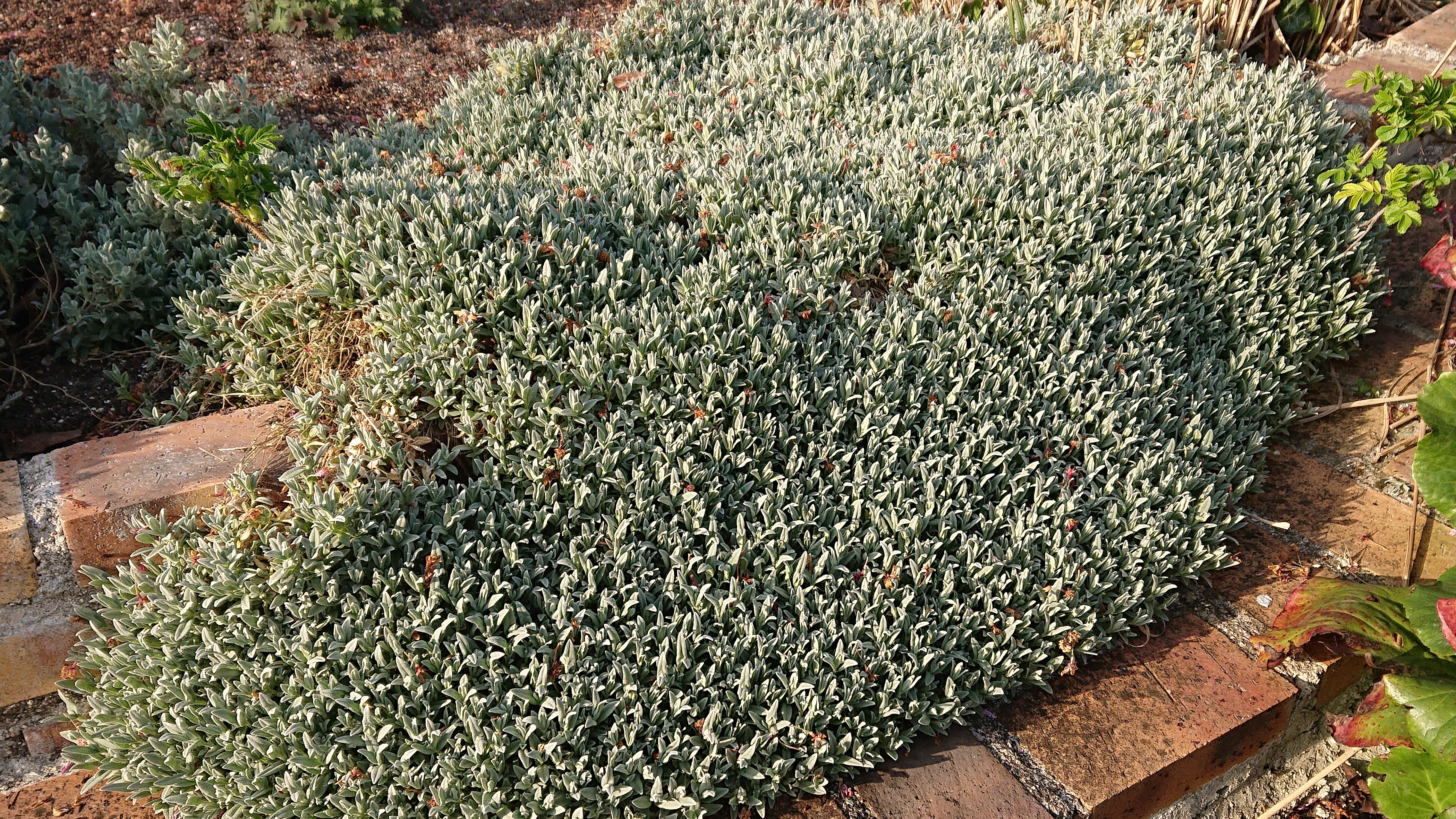 Passion Vivaces CERASTIUM tomentosum corbeille d'argent godet