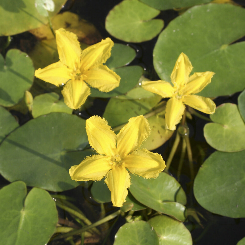 Bakker Limnanthème faux-nénuphar plante de bassin pot Ø9cm jaune