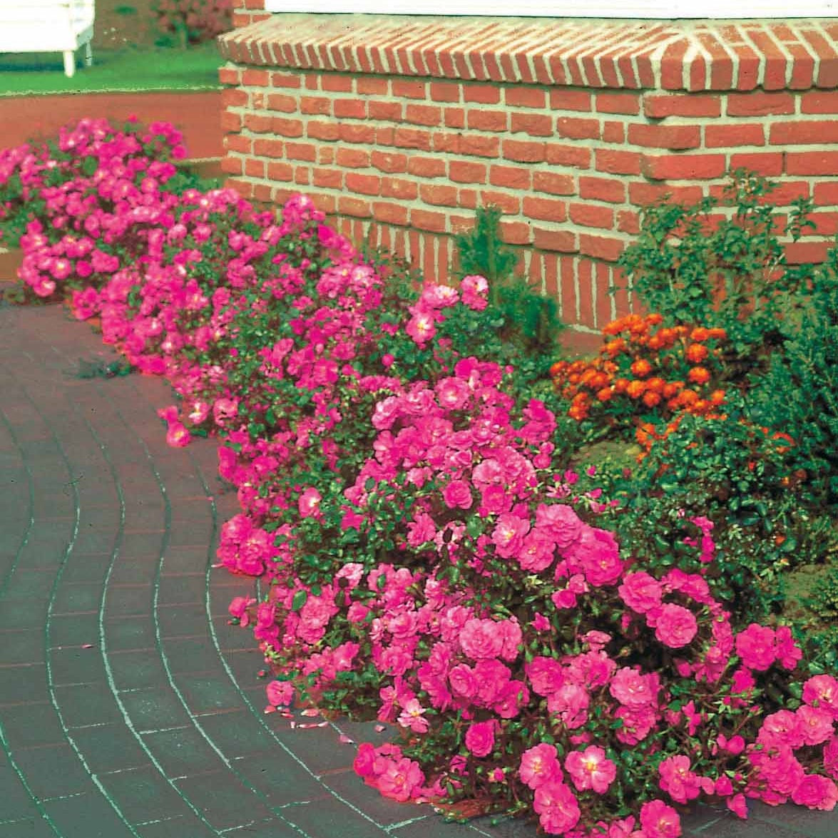 Bakker Rosiers 6 rosiers couvre-sol racines nues mélange couleurs