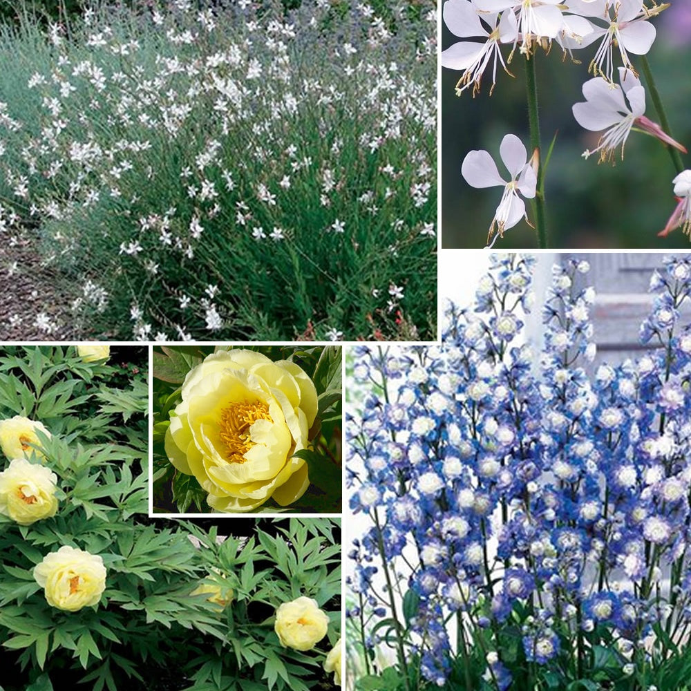 Bakker Collection vivaces couleurs tendres 4 pots 9cm pastel