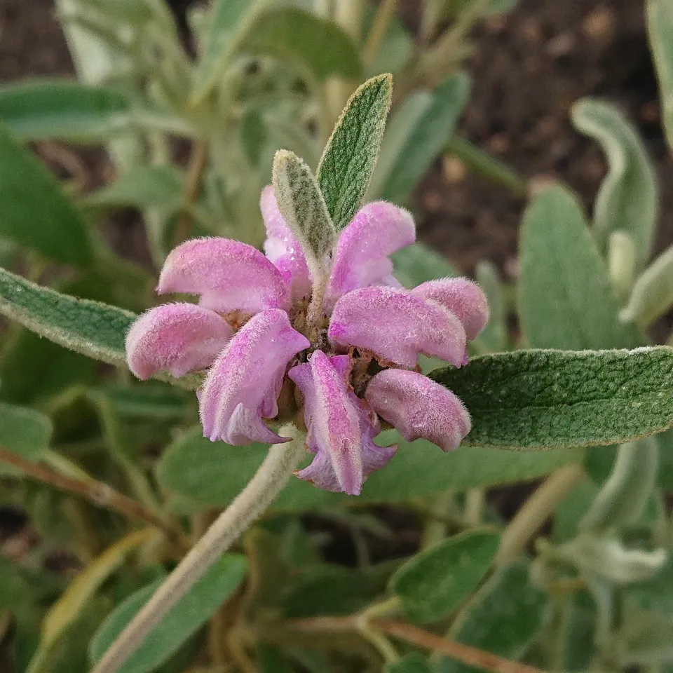 Passion Vivaces Phlomis Marina plante pot 1 litre rose persistante