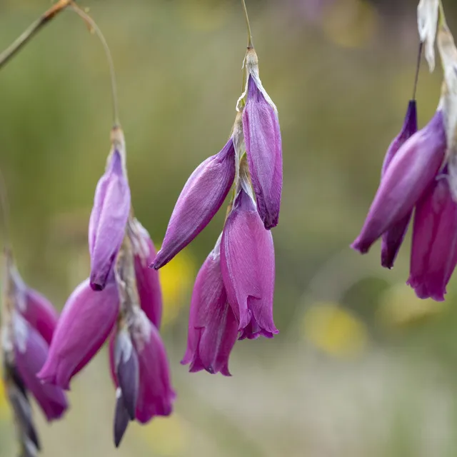 Bakker Dierama Canne des Anges vivace violette Ø9cm