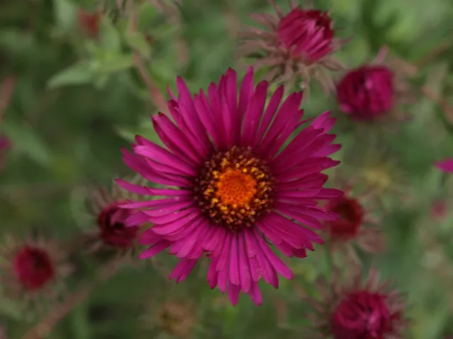 Passion Vivaces Aster September Ruby plante vivace godet carmin
