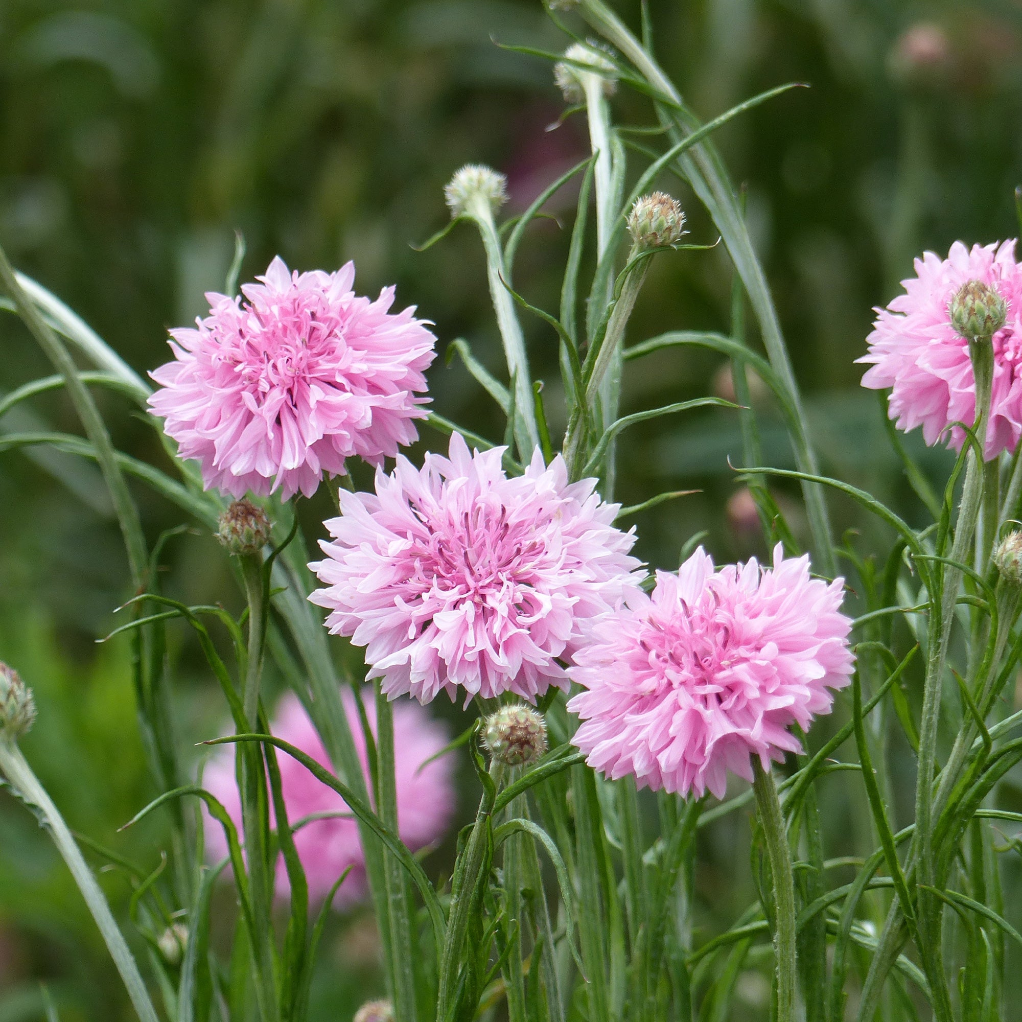 Bakker Centaurée barbeau Pinkie graines de fleurs roses 2g