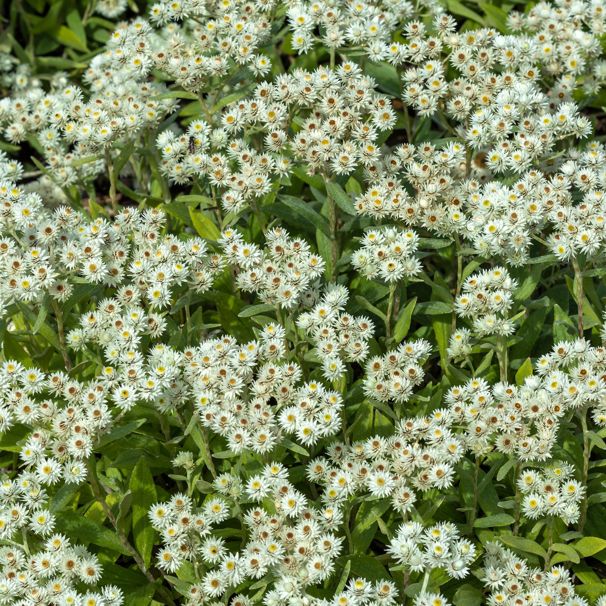 Bakker Immortelle Himalaya Sommerschnee vivace blanche pot Ø9cm