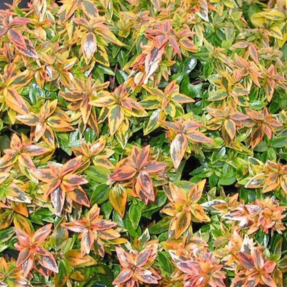 Bakker Abélia Kaleidoscope pot 2L 30-40cm persistant