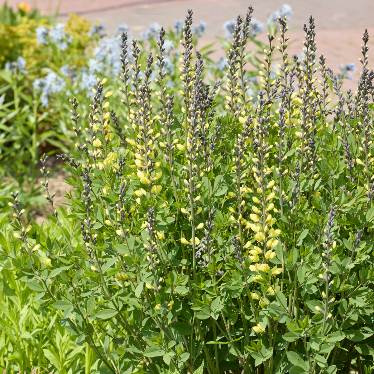 Bakker Vanilla Cream lupin indigo pot 9cm jaune
