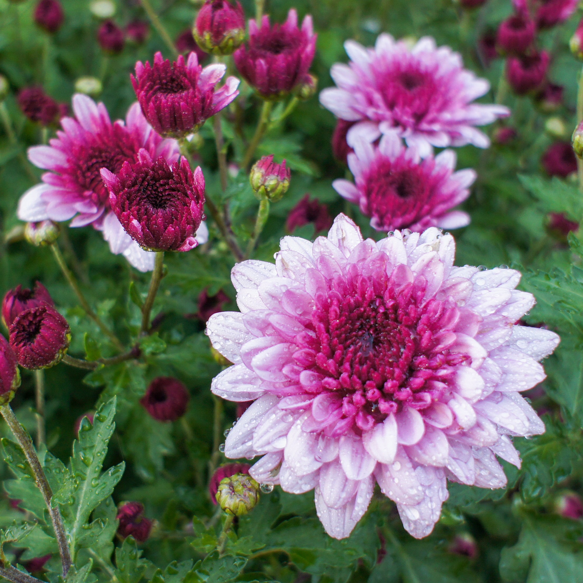 Bakker Chrysanthème rose plante de terrasse pot Ø12cm rose