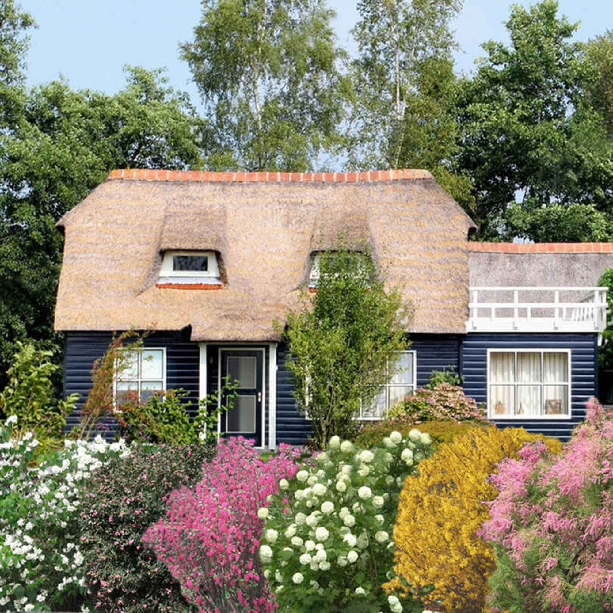 Bakker Haie des quatre saisons 6 pots 1,5L 30-40cm mélangée
